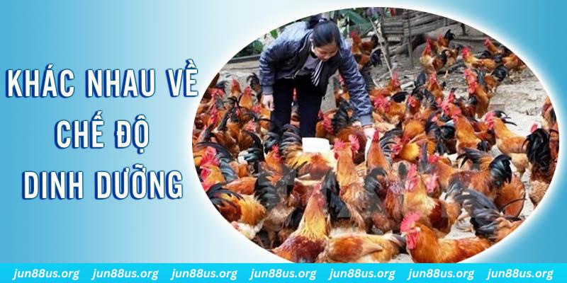 xoso6 xổ số miền nam thứ năm hàng tuần