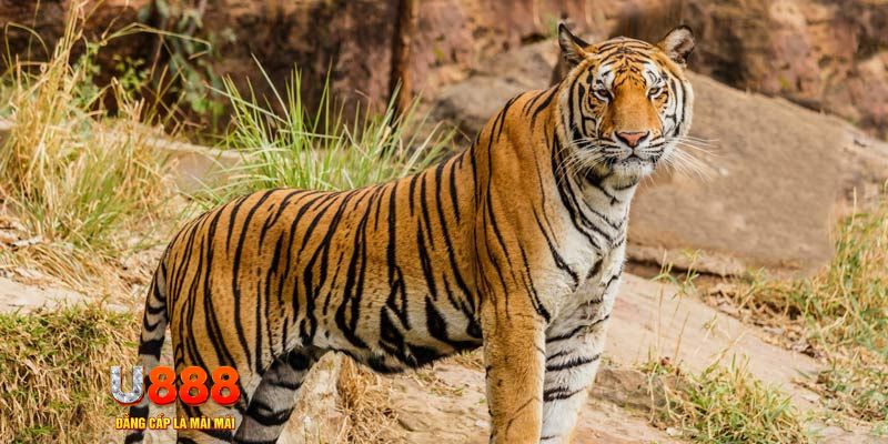 xoso6 xổ số bình thuận