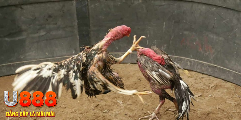 đăng nhập tiến lên miền nam số 1